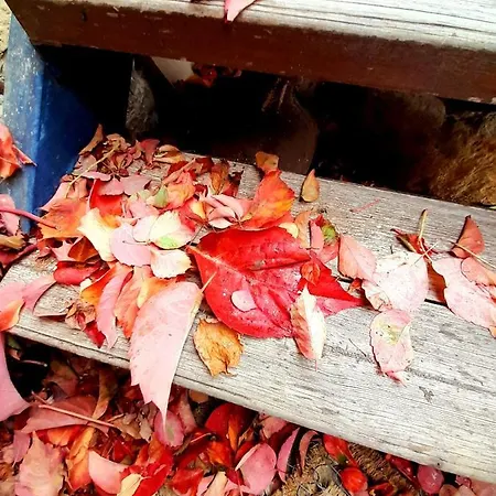 Ble Mavi - For 2 (adults Only) Frühstückspension 3*