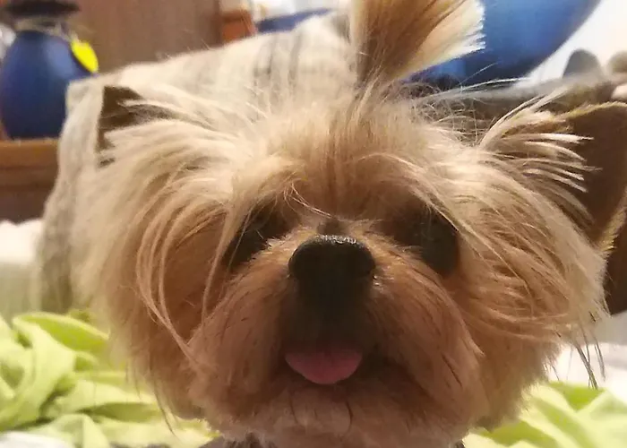 Ble Mavi - For 2 (adults Only) Bed & Breakfast